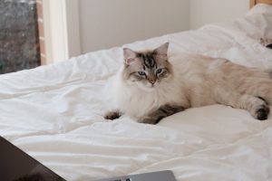 Pet Tech: Gadgets for Your Furry Friends