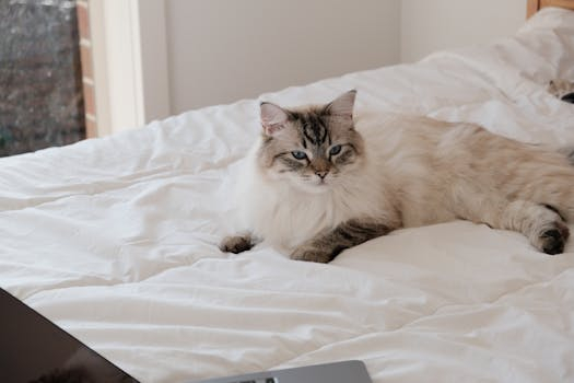 Pet Tech: Gadgets for Your Furry Friends