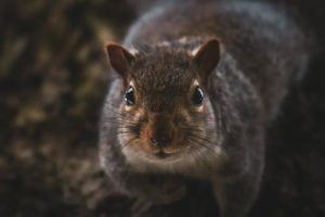 Foraging for Wild Ingredients: Nature's Hidden Culinary Treasures