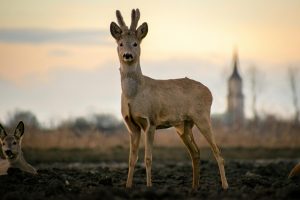 Wildlife watching tours led by experts