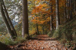 Forest trails where silence is golden