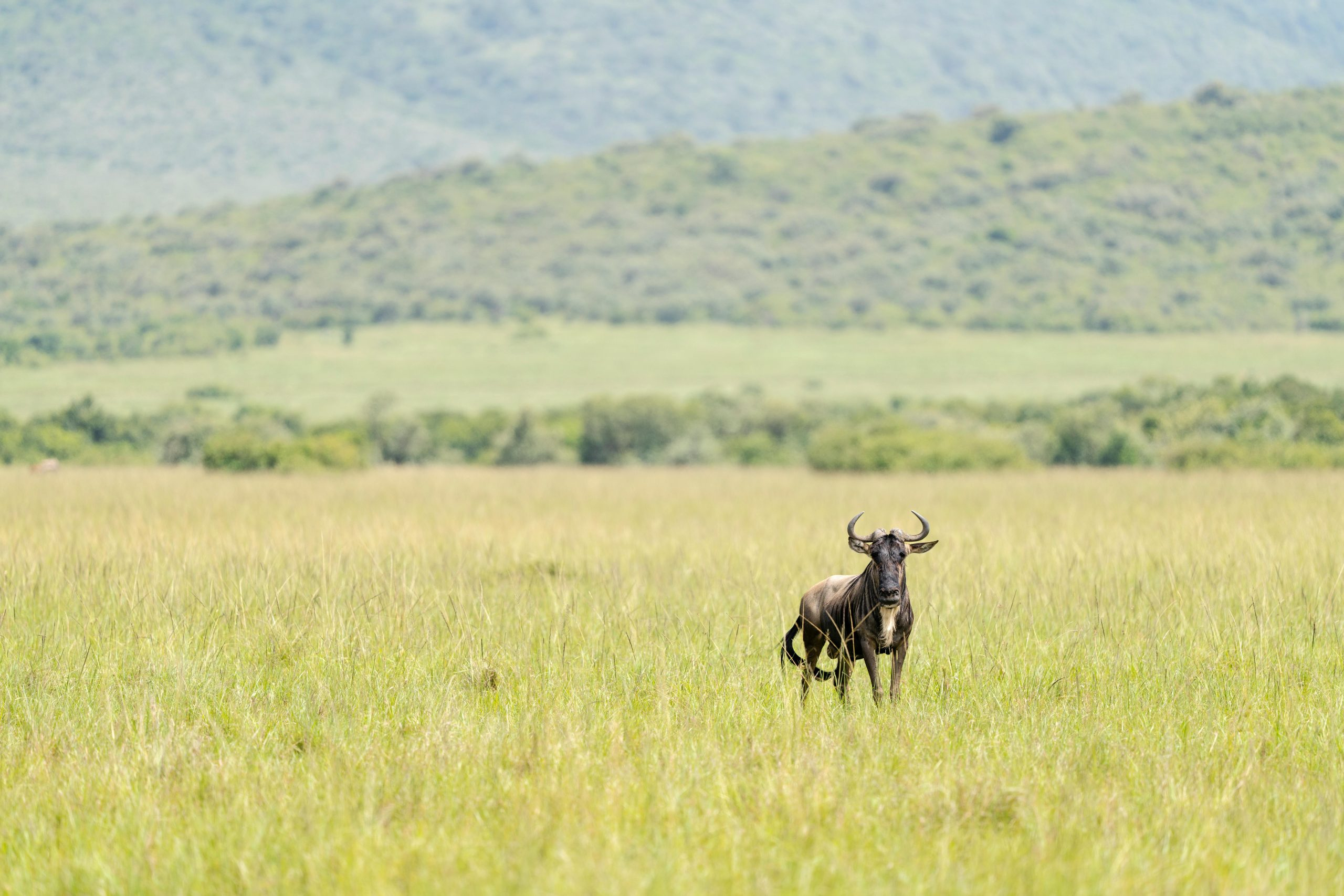 Wildlife expeditions in protected national parks