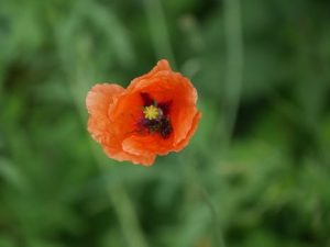 Wildflower festivals that celebrate seasonal beauty