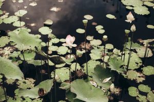 Eco Friendly Beauty Provides Natural Alternatives to Chemicals