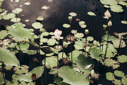 Eco Friendly Beauty Provides Natural Alternatives to Chemicals
