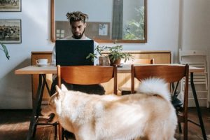 Pet amenities influencing apartment choices