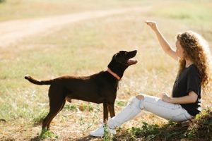 Pet Cameras That Dispense Treats Remotely